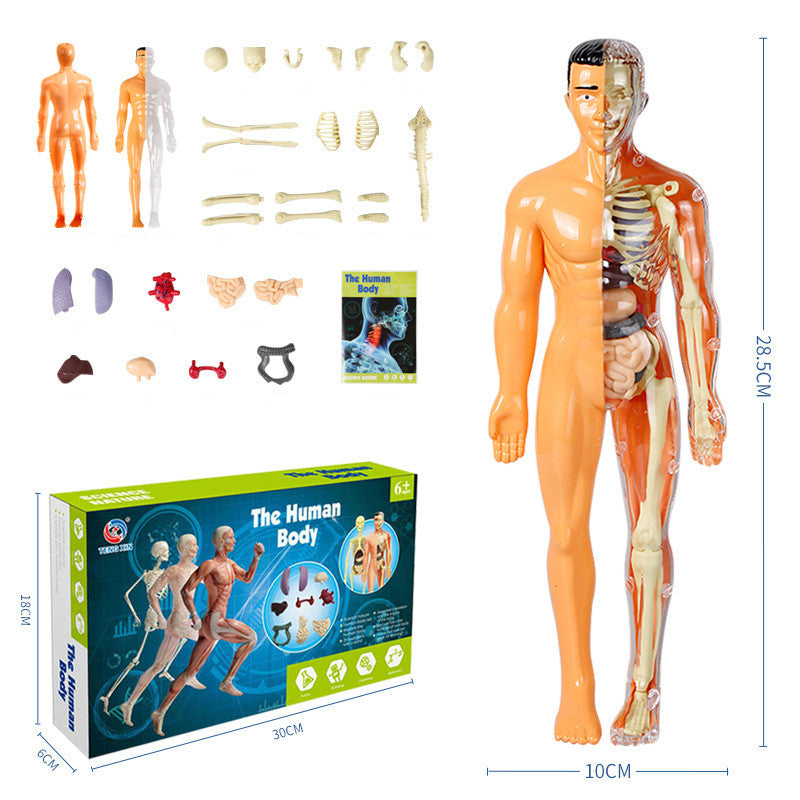 🧑🎄🎁 Großartiges Geschenk für Kinder 🧑⚕️ Klares Modell der menschlichen Körperstruktur