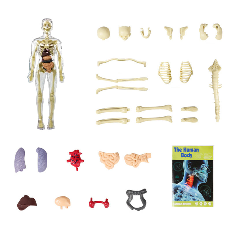 🧑‍🎄🎁 Großartiges Geschenk für Kinder 🧑‍⚕️ Klares Modell der menschlichen Körperstruktur