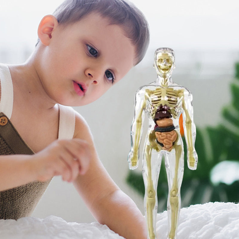 🧑‍🎄🎁 Großartiges Geschenk für Kinder 🧑‍⚕️ Klares Modell der menschlichen Körperstruktur