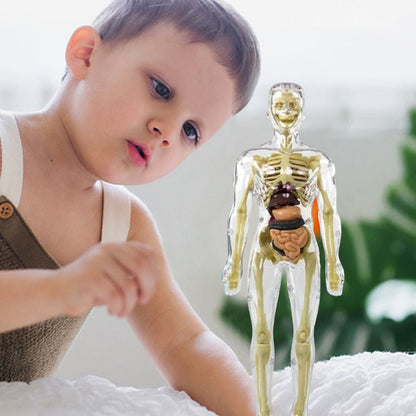 🧑‍🎄🎁 Großartiges Geschenk für Kinder 🧑‍⚕️ Klares Modell der menschlichen Körperstruktur
