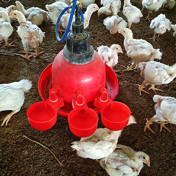 🔥🔥Geschenk für Hühnerliebhaber 49% OFF--🔥Automatische Hühnertränke Vogelhäuschen