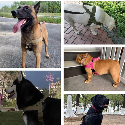 🏆✨Robustes taktisches Hundegeschirr mit Griff🐕
