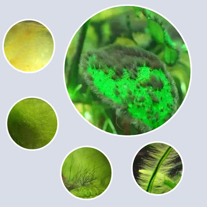 ⏳Begrenzte Zeit 50 % Rabatt⏳Effektive Algenbekämpfung für Aquarien